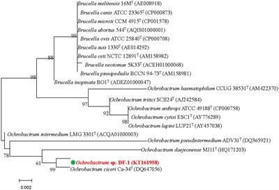 Nitenpyram biodegradation by a novel nitenpyram-degrading bacterium, Ochrobactrum sp. strain DF-1, and its novel degradation pathway